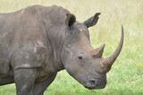 rhinoceros