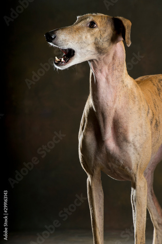Portrait of a Spanish greyhound with an open mouth