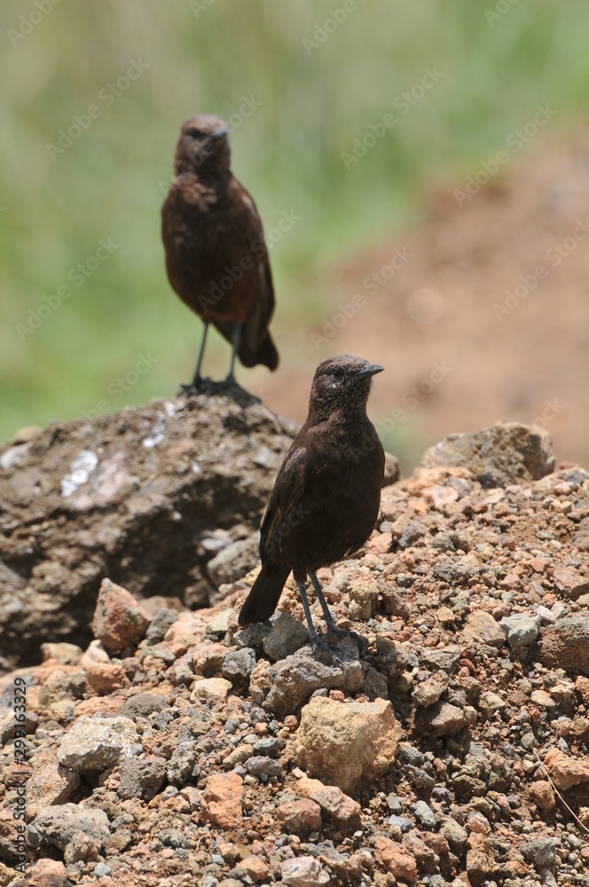 Obraz premium oiseau