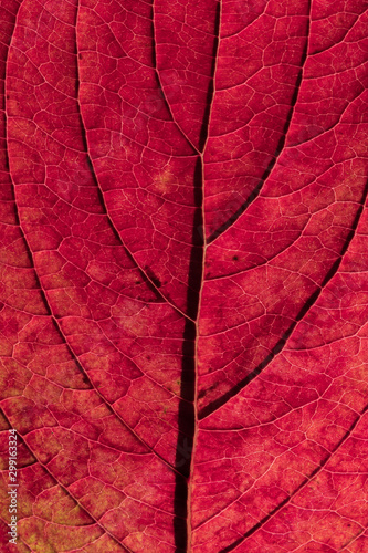 Autumn leave in red