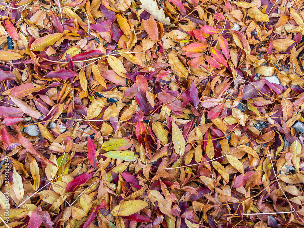 Beautiful autumn yellow-red leaves lie on the lawn with a continuous carpet under natural light. Background image. Beautiful autumn yellow-red leaves lie on the lawn with a continuous carpet under natural light. Background image.