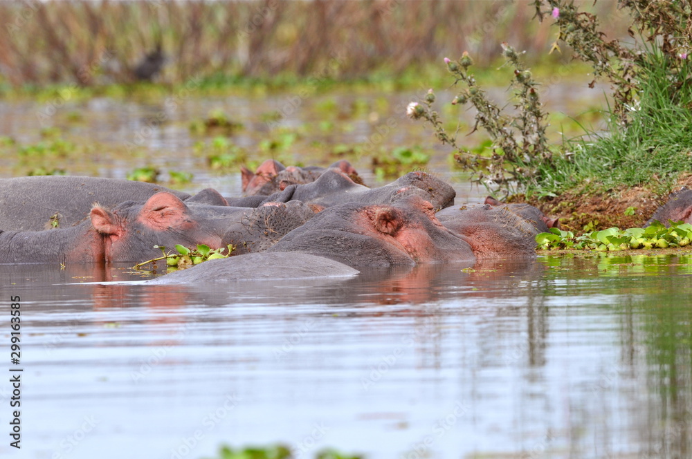 Fototapeta premium hippopotame 