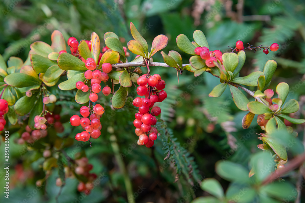 Pale pink berries growing on a thorn bush in autumn