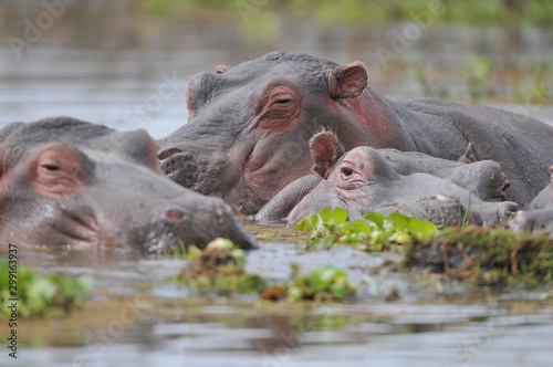 hippopotame © netaddict21