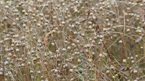 Ripe Flax (Linum usitatissimum) or linseed in agricultural field photo