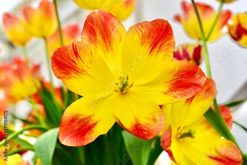 yellow and red petals of a tulip
