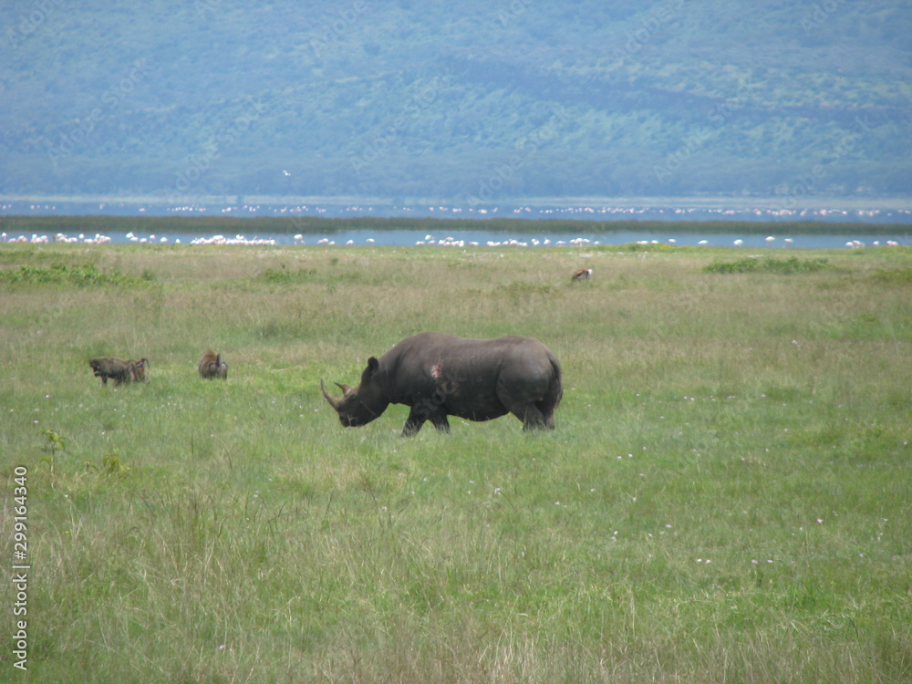 Fototapeta premium rhinoceros