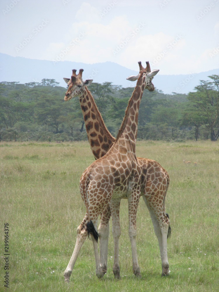 Obraz premium girafe
