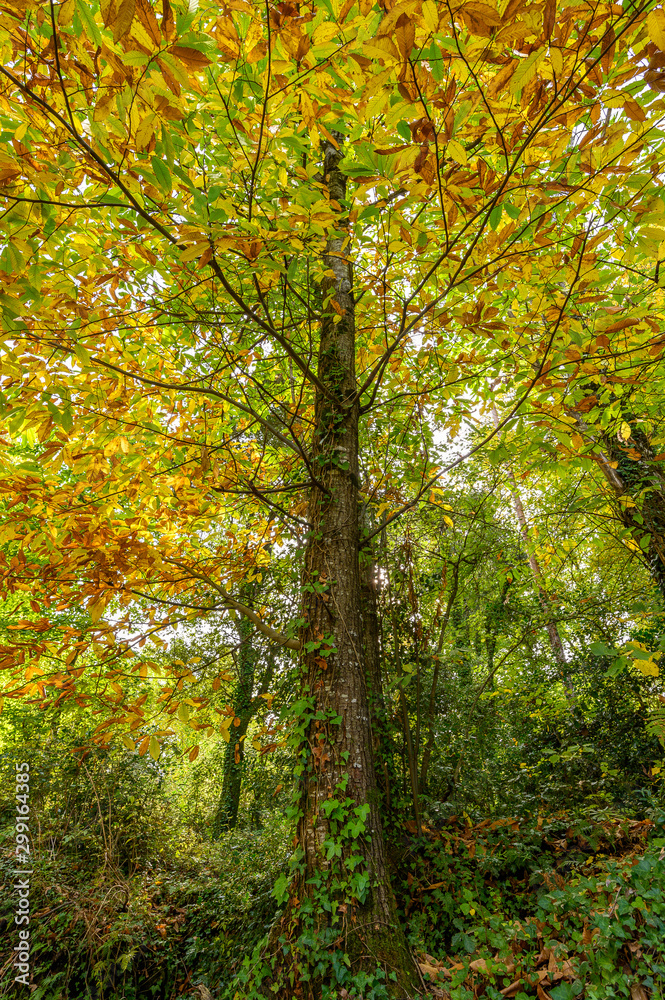 Tree in full autumn transformation (Catalonia, Spain)