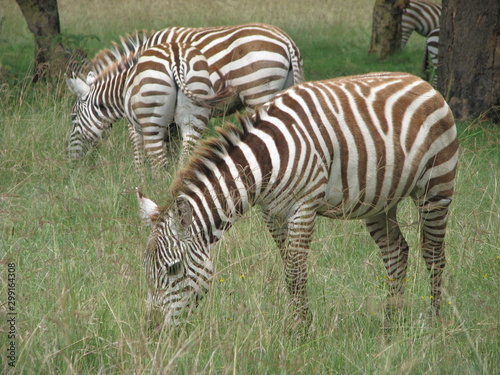 zebre