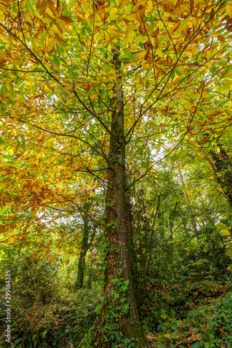 Tree in full autumn transformation (Catalonia, Spain) © MiguelAngel