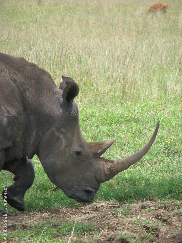 Fototapeta premium rhinoceros