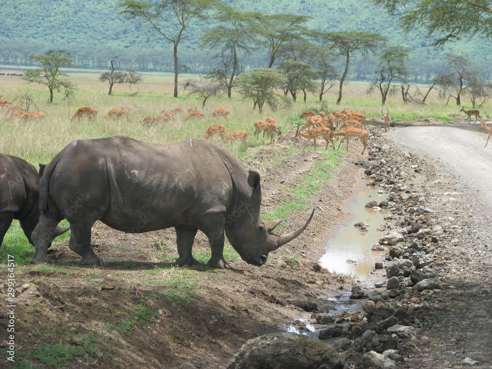 Fototapeta premium rhinoceros