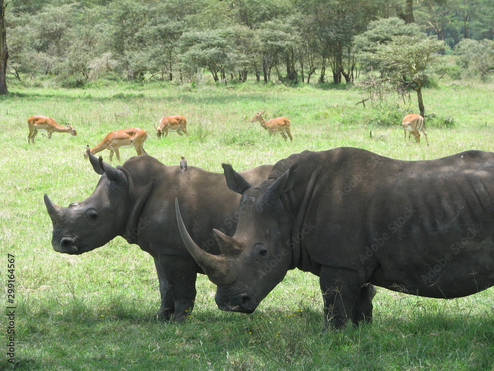 Fototapeta premium rhinoceros