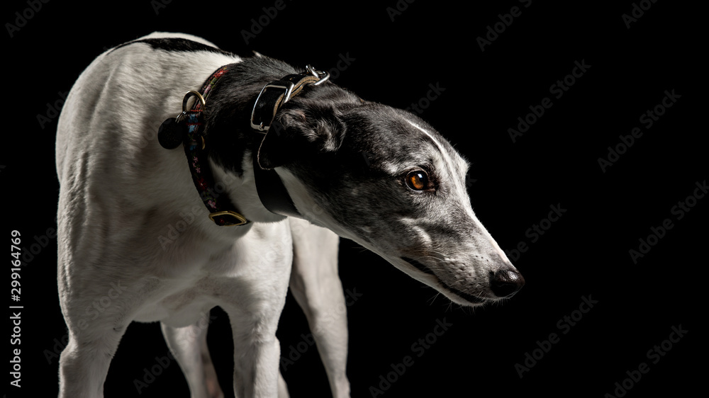Black and white greyhound looking right on low key background