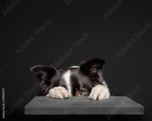 Obraz na plátne Black and white border collie hiding behind grey stool