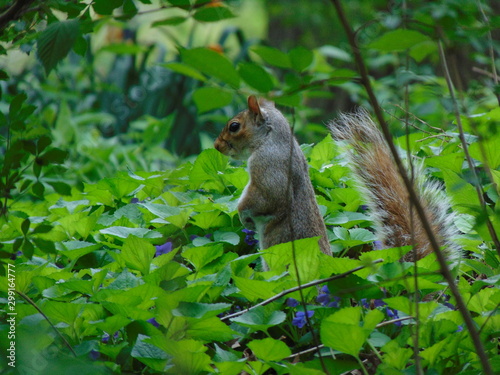 Squirrel in NYC © Sofia