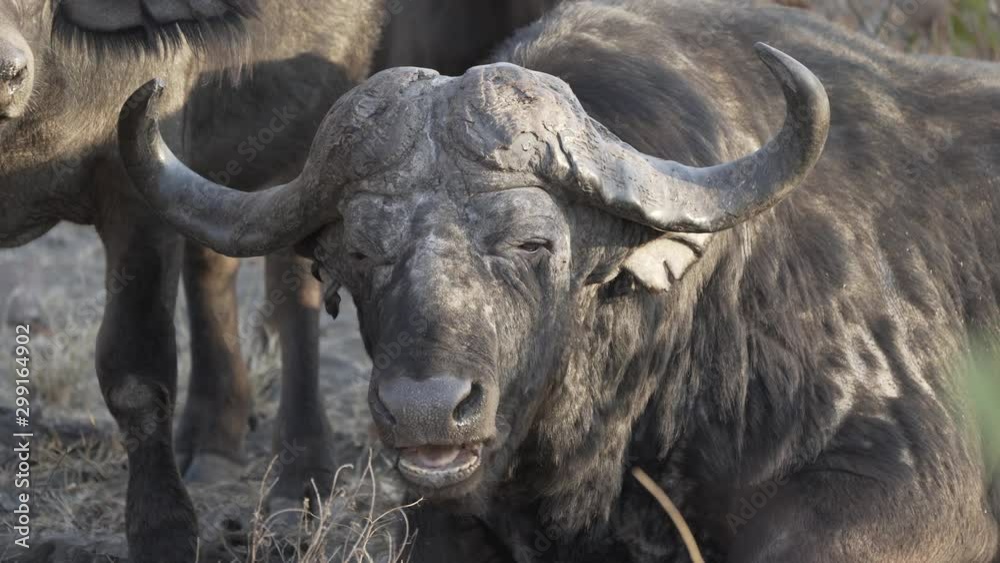 African buffalo eating and looking towards camera African buffalo eating and looking towards camera