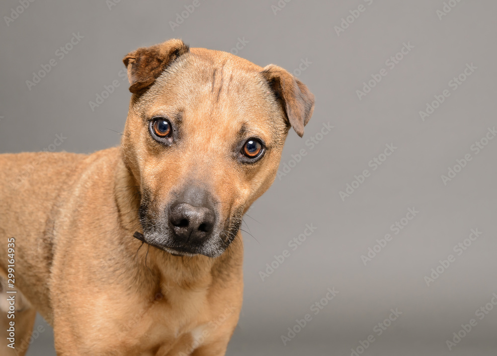 Brown terrier stares down camera against grey background