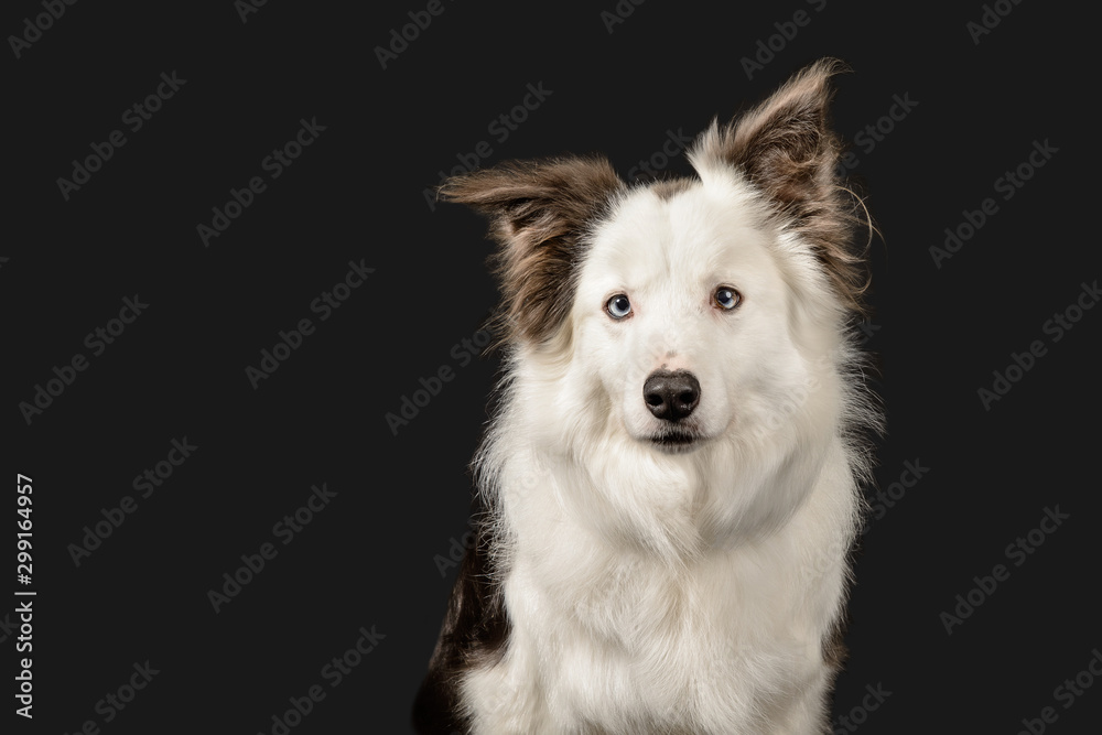 Fototapeta premium Red and white border collie poses on dark grey background