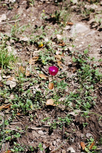 purple red winecup green plants flowers rustic country farm ranch texas