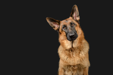 Black working dog poses on dark grey background