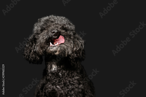 Black poodle poses on dark grey background