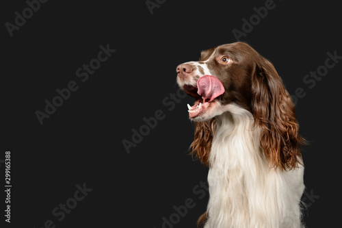 Liver and white springer poses on dark grey background