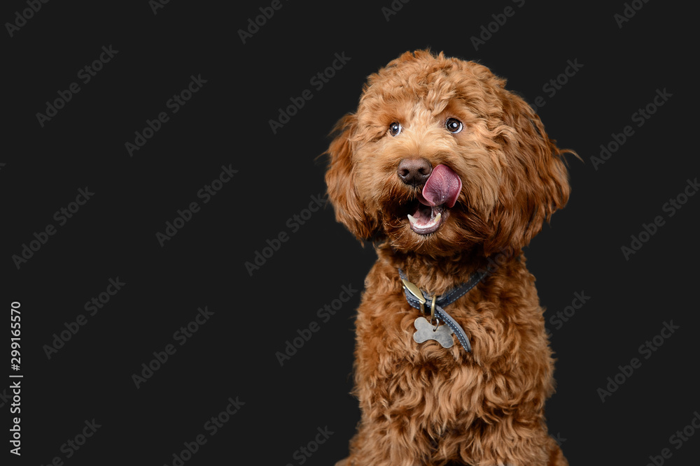 Red cockerpoo poses on grey background