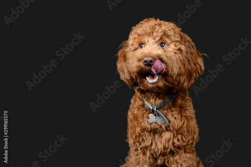 Red cockerpoo poses on grey background