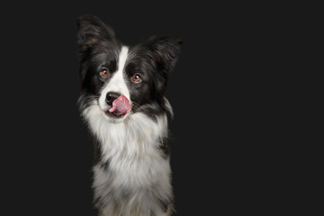 Black and white border collie on dark grey background