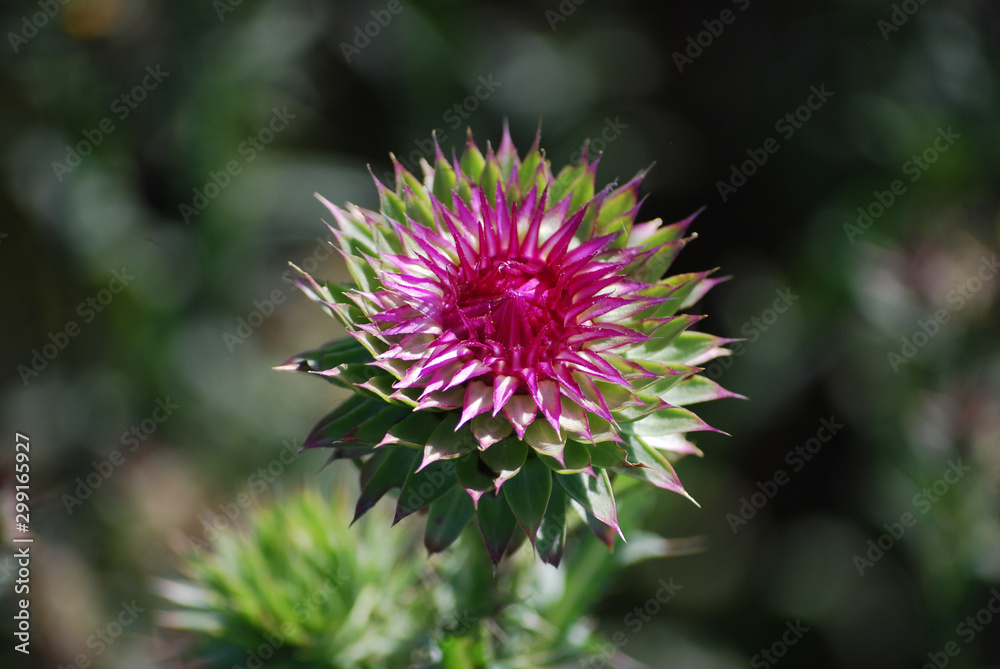 purple thistle green plants rustic country farm ranch texas