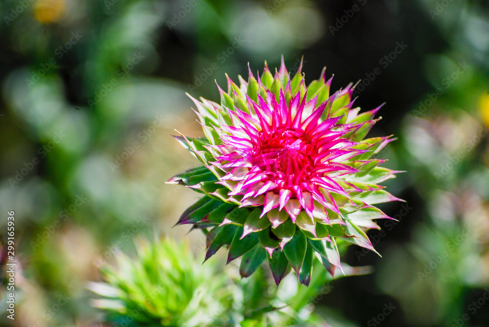 purple thistle green plants rustic country farm ranch texas purple thistle green plants rustic country farm ranch texas