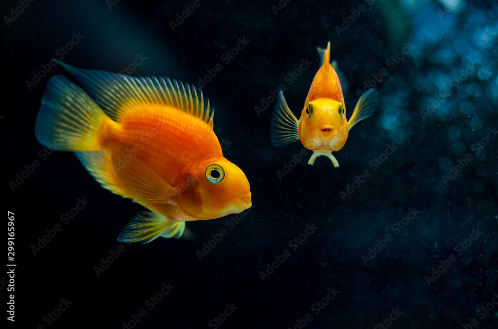 Blood parrot cichlid in aquarium. Blood parrot cichlid in aquarium.