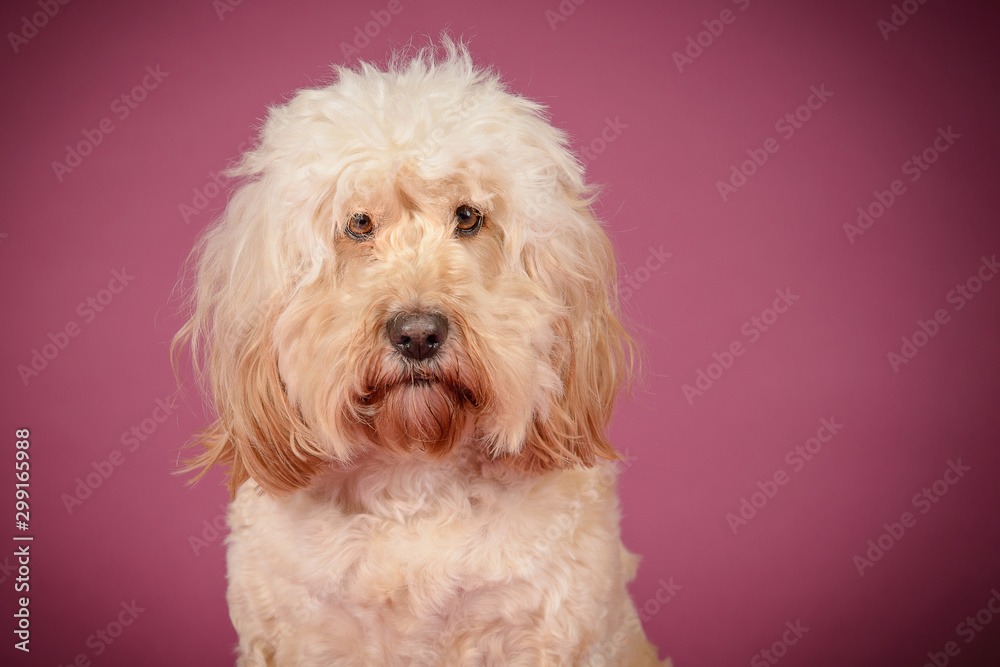 Doodle looks serious in front of pink background