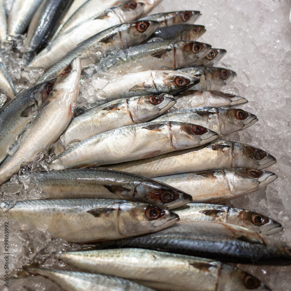 Top view of fresh mackerel or saba on ice for sale in the fish market at Thailand