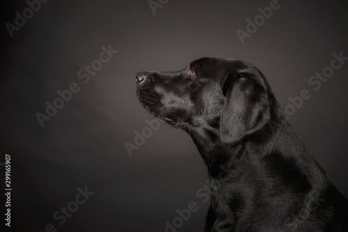Labrador poses on dark grey background