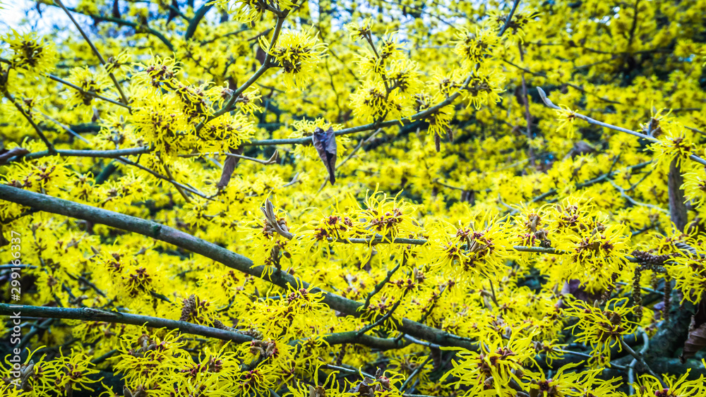 gelbe Blüten der Zaubernuss im Winter gelbe Blüten der Zaubernuss im Winter