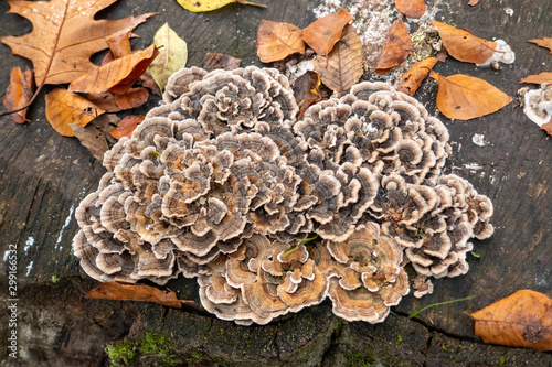 group of mushrooms on a tree trunk