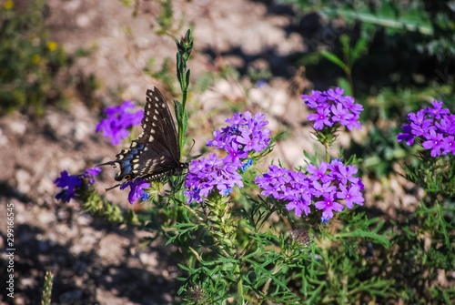 butterflies flowers colorful nature countryside 