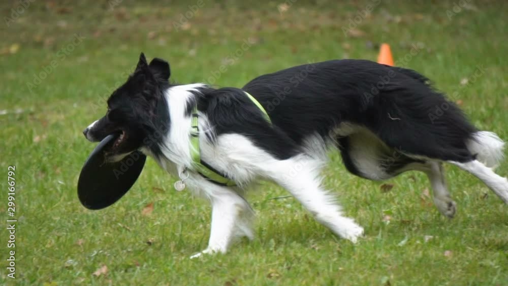 Black and white border collie with the disc Black and white border collie with the disc