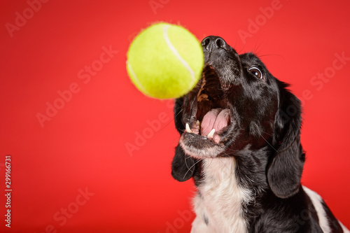 Hilarious crossbreed dog catches tennis ball on red background