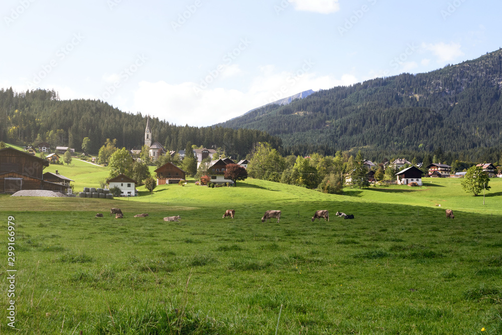 Early morning in Austria. Traditional Austrian landscape: mountains, cozy houses and green lawns. Cows graze on the green grass. Euro trip. Early morning in Austria. Traditional Austrian landscape: mountains, cozy houses and green lawns. Cows graze on the green grass. Euro trip.