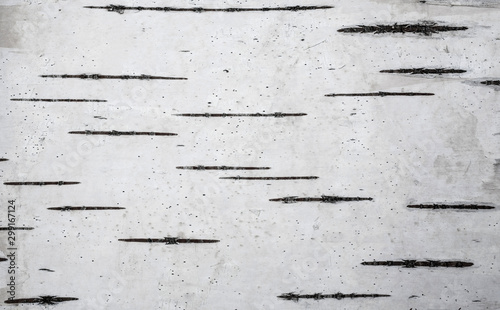 Natural background based on birch bark. Birch bark texture
