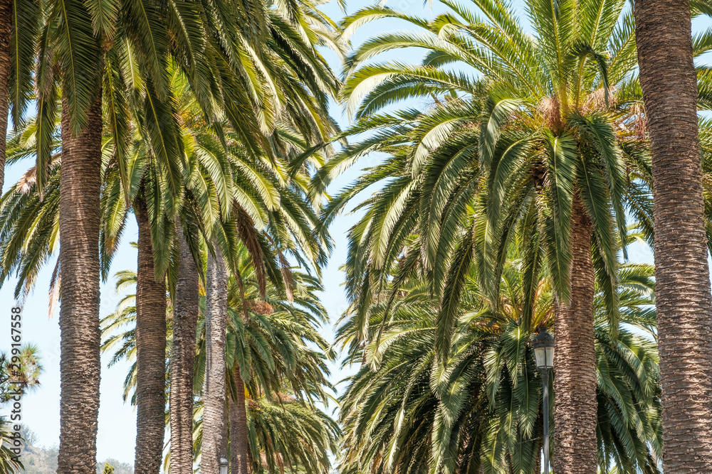 Fototapeta premium palm trees and blue sky - palm tree alley way -