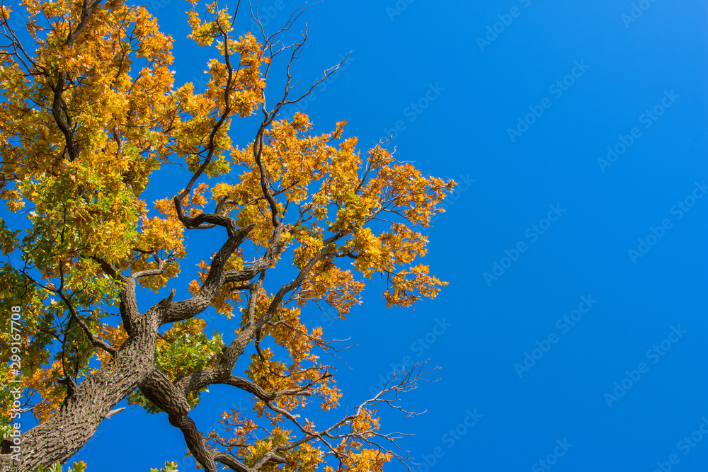 Beautiful autumn tree. Large crown of centuries-old Oak (Quercus) tree. Yellow, green leaves against a blue sky. Space for text.