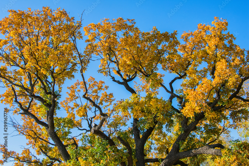 Autumn tree. Large crown of Centuries-old Oak (Quercus) tree. Twisted curved branches of the tree.