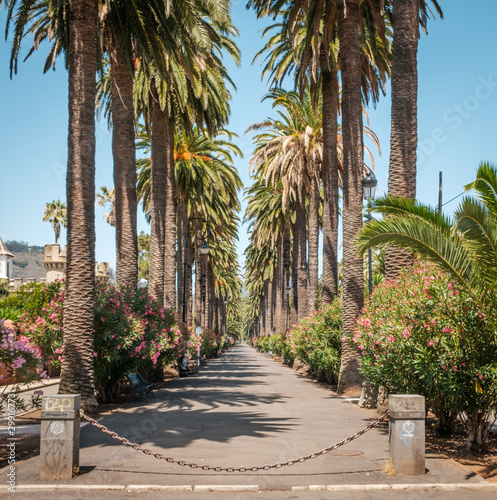 sidewalk walkway under palm trees - palm tree alley way