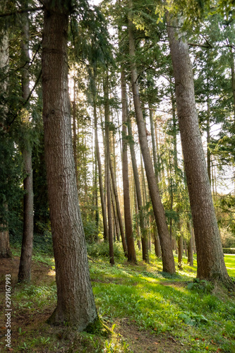 Fototapeta Naklejka Na Ścianę i Meble -  trunks of pines in the forest