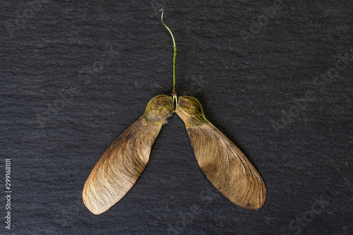 Group of two whole brown winged achene samara flatlay on grey stone